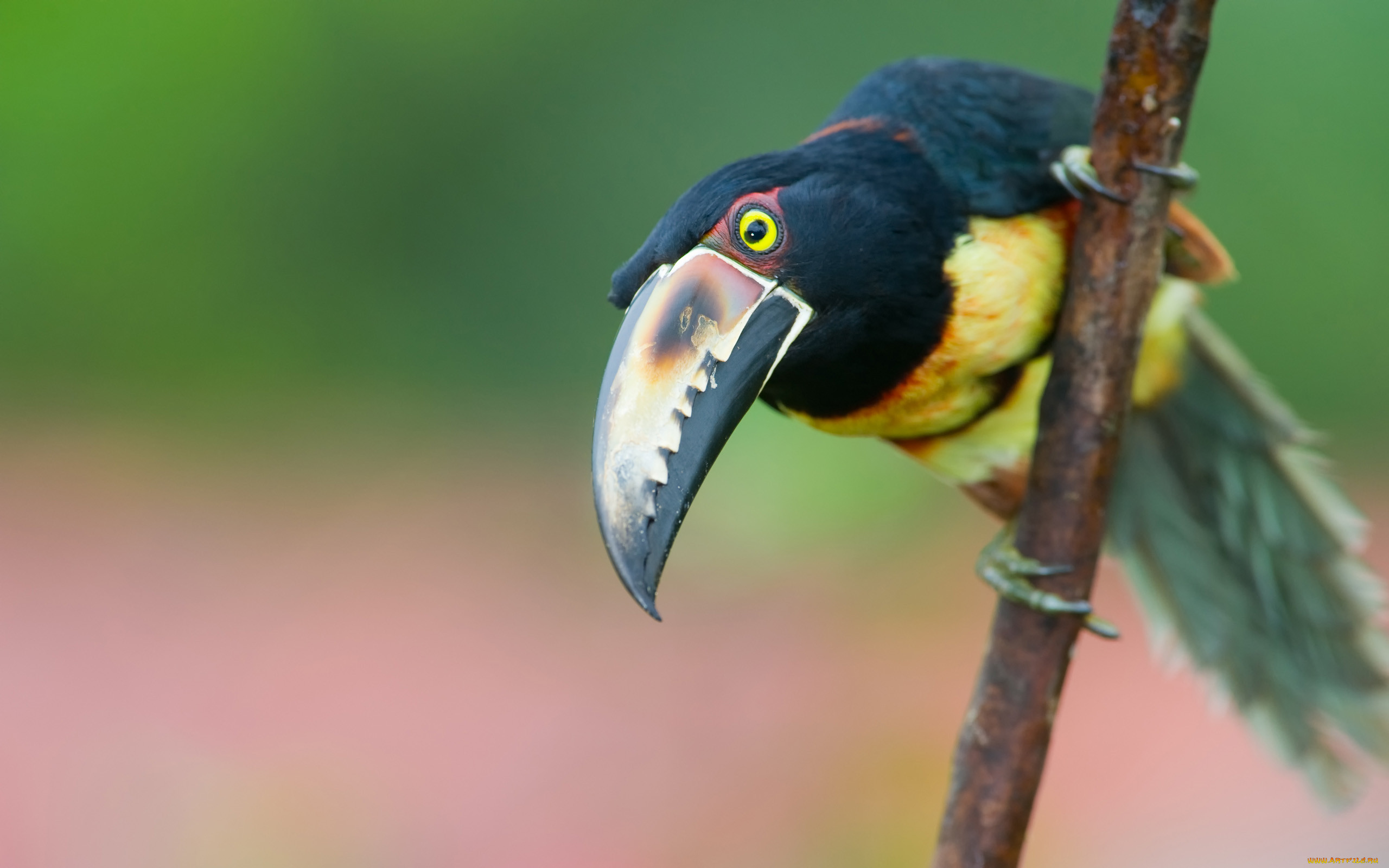 toucan, , , , , , , 